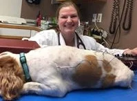 Services We Offer - Biddeford Animal ... — Diagnostic Ultrasound clinic in Biddeford, ME — photo 2