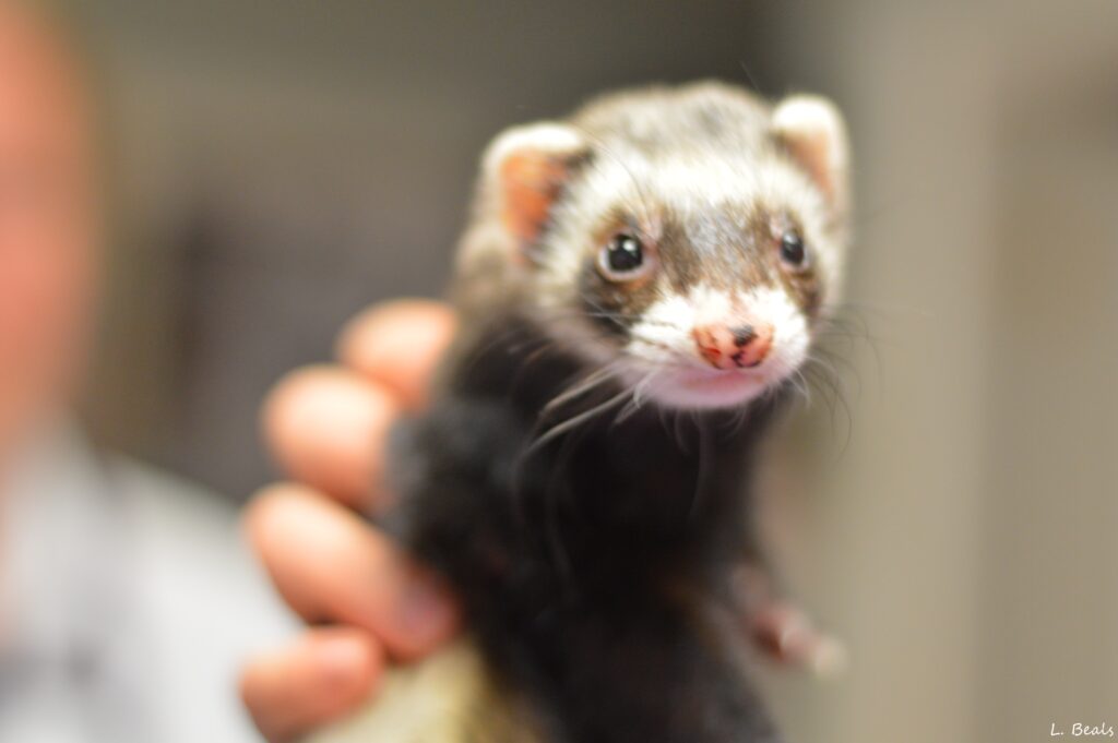 Services We Offer Biddeford Animal Hospital