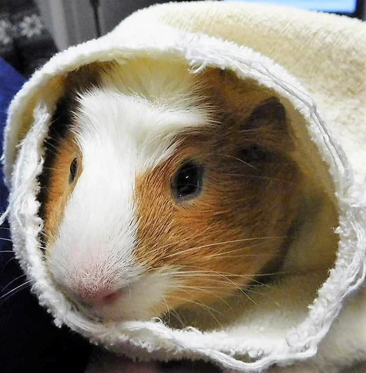 Services We Offer - Biddeford Animal ... — Diagnostic Ultrasound clinic in Biddeford, ME — photo 3