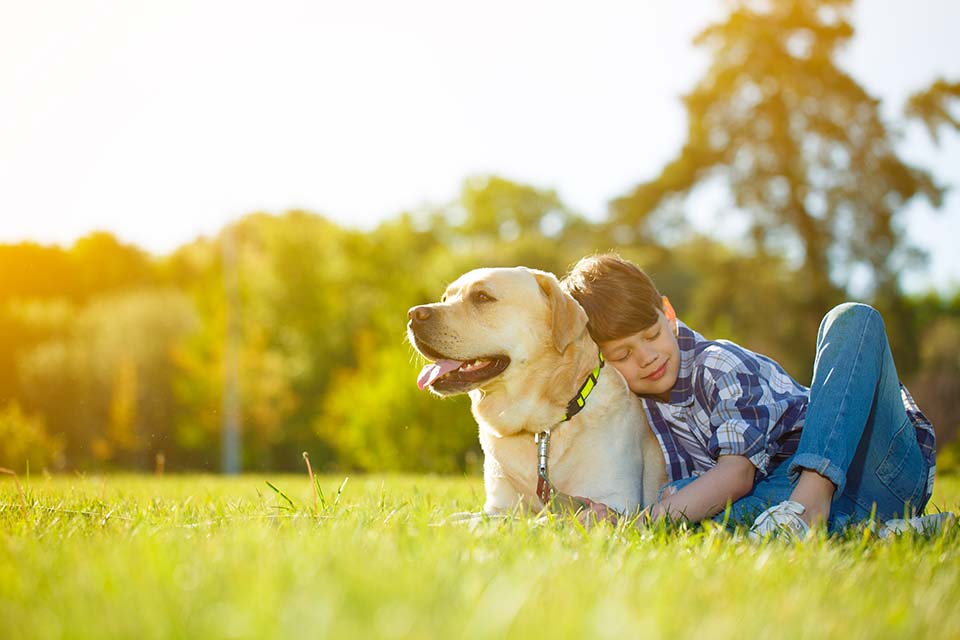 wellness-plans-biddeford-animal-hospital