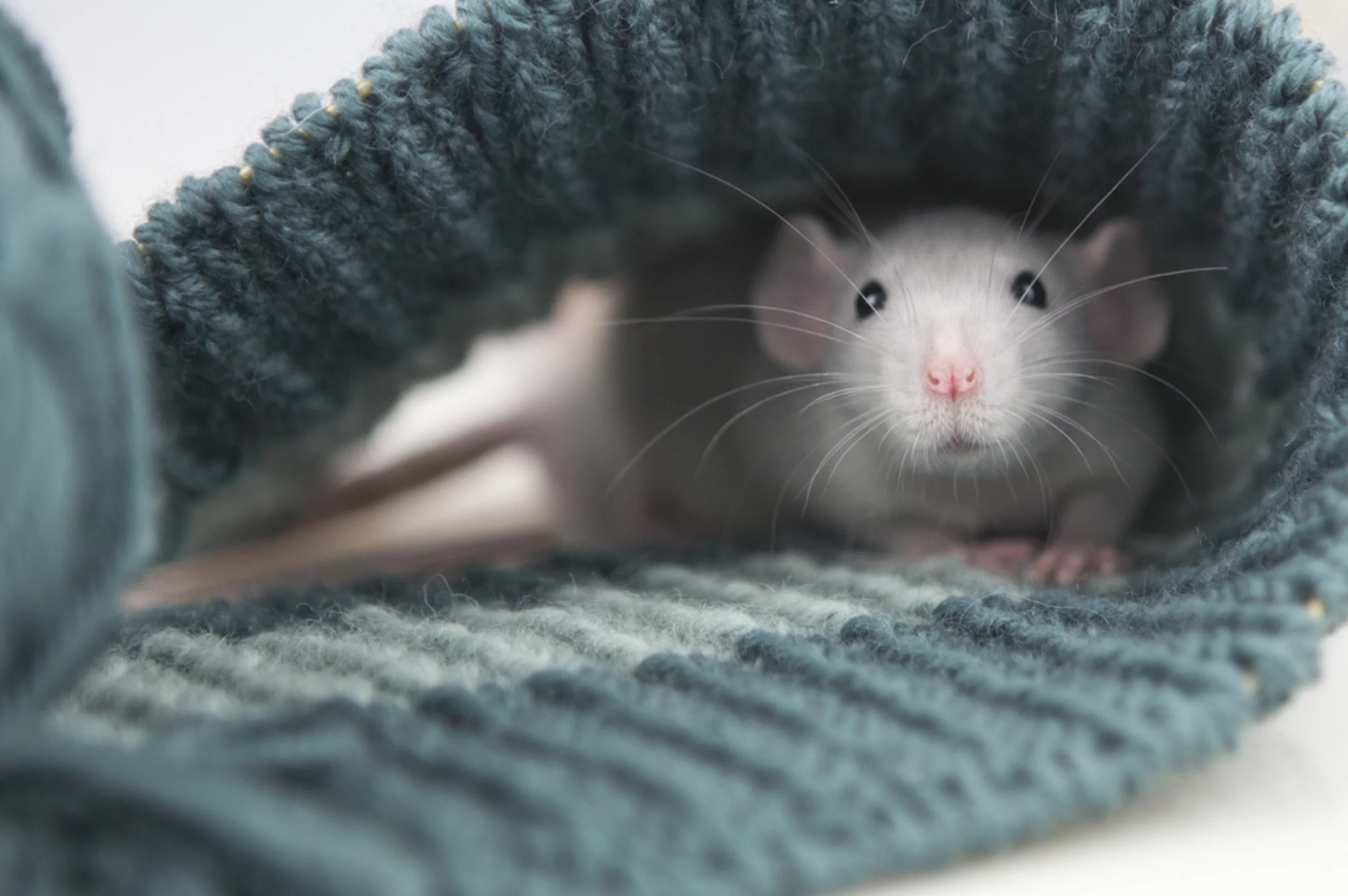 Services We Offer - Biddeford Animal ... — Diagnostic Ultrasound clinic in Biddeford, ME — photo 8