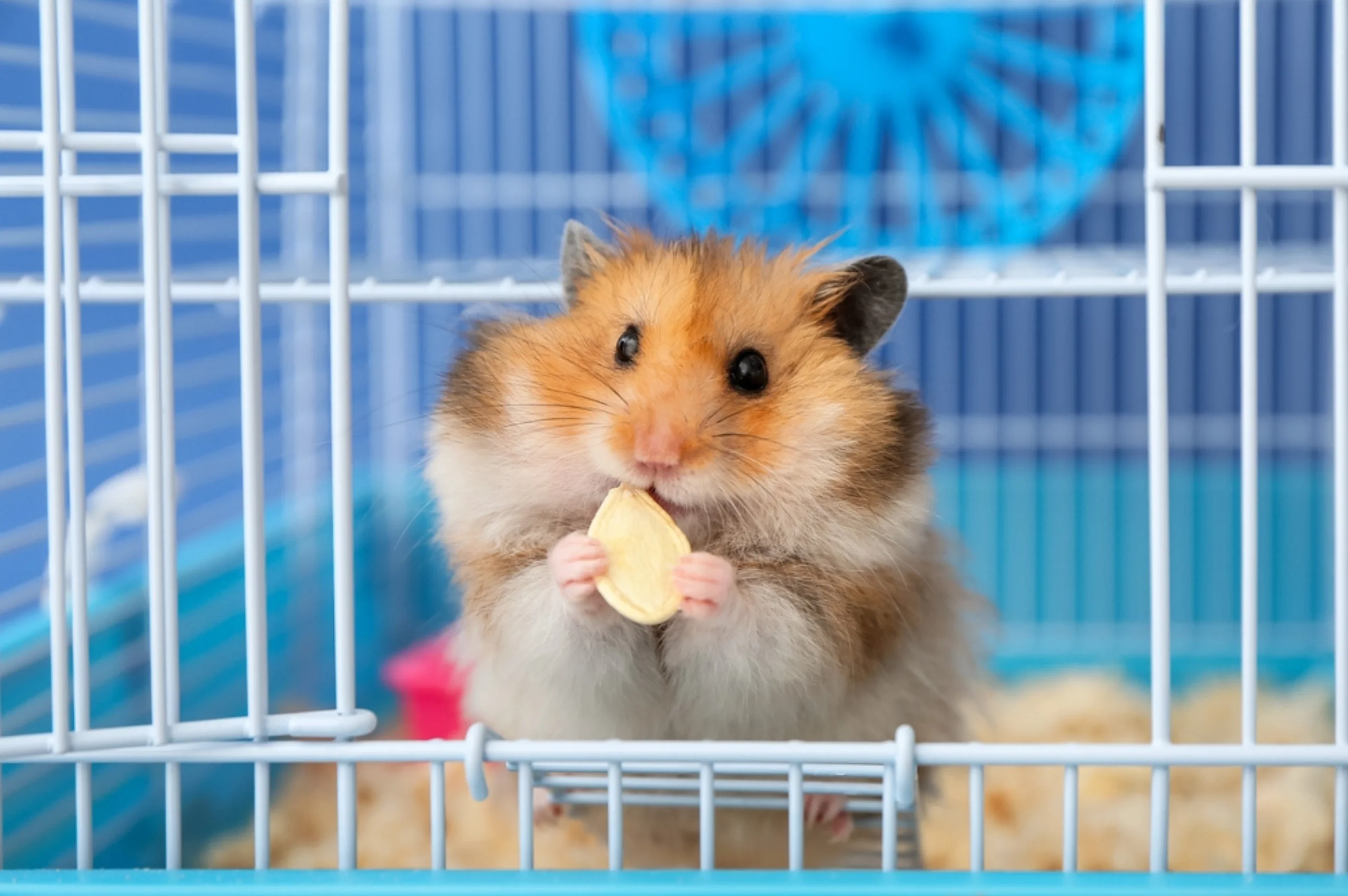 Services We Offer - Biddeford Animal ... — Diagnostic Ultrasound clinic in Biddeford, ME — photo 6